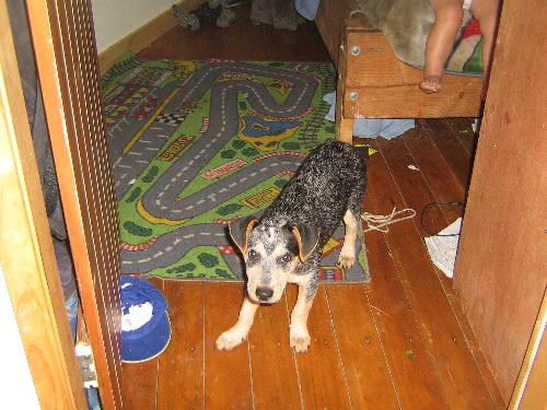 Stumpy Dog - This is my Stumpy Dog. He is aa Austalian Blue Cattle Dog. He is 3 months old in this photo