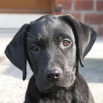The stolen Dog - Tommy, a black labrador retriever.