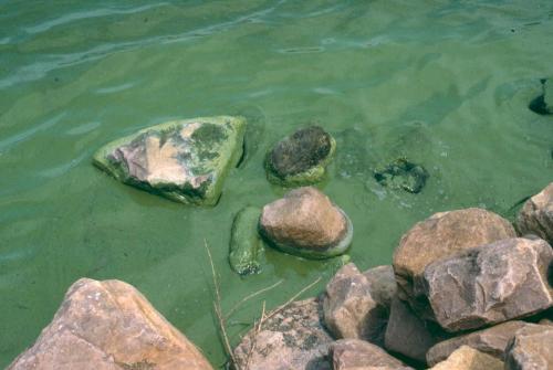 Algal Bloom - On the shore of a lake