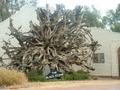 Giant tree stump - This tree stump was found by a local fisherman who attatched an outboard motor to the stump and floated it down stream to place outside his house as a tourist attraction.lol