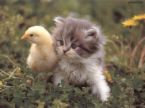 friends - a friendship between a bird and a kitten