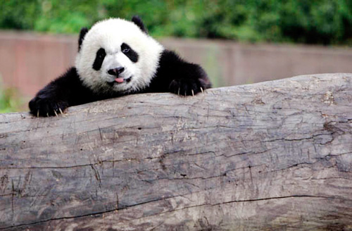 Pandar - i like pandar most. u can see sedateness from its eyes.
