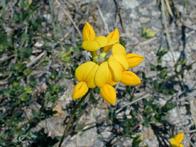 Picture of a bird's foot trefoil. - I found this picture on the 'net by doing a search for wildflowers. Hope this helps.