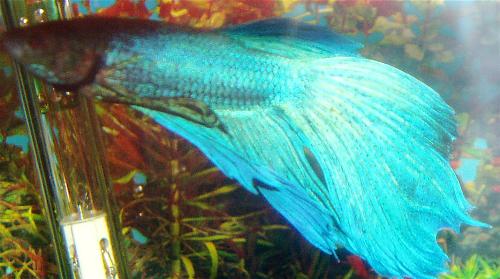 Blue betta - My blue betta