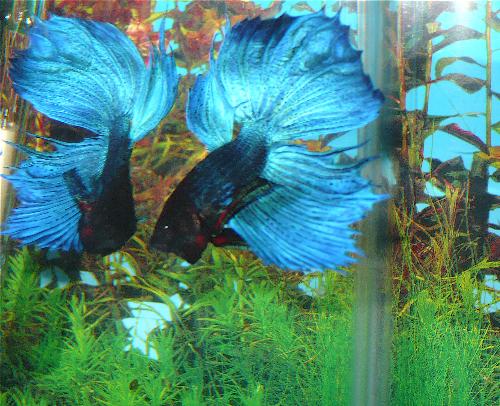 double betta shot - flaring betta