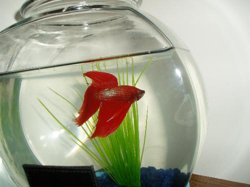 my pretty betta - a betta fishy
