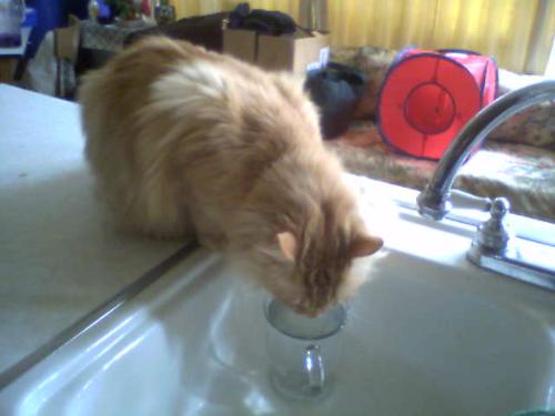 Charlie's Cup of Water - Charlie drinking water from his cup on his counter that has been disinfected for him!