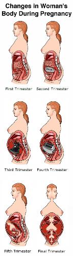 Pregnancy - Body changes