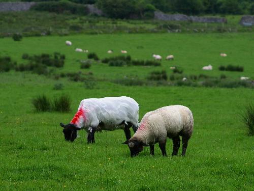 Ireland - ...