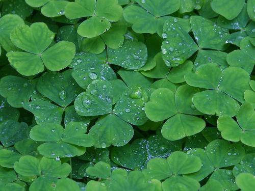 Clover - Luck of the Irish