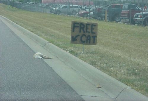 Free - Free cat
