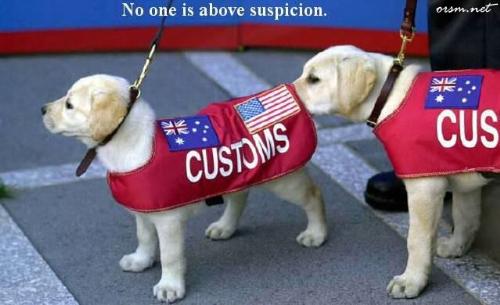 suspc - Suspicious puppy