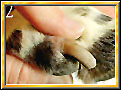 Nail Clipping - Nail clipping of pet (dog) and it should done within 4 to 6 weeks. 