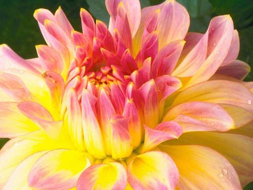 Flowers - This is a beautiful flower. But I need to know what kind it is.