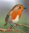 A Robin - A robin perching in a tree.