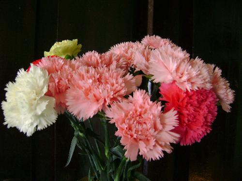 Carnations. - I just loved this arrangement by my wife.