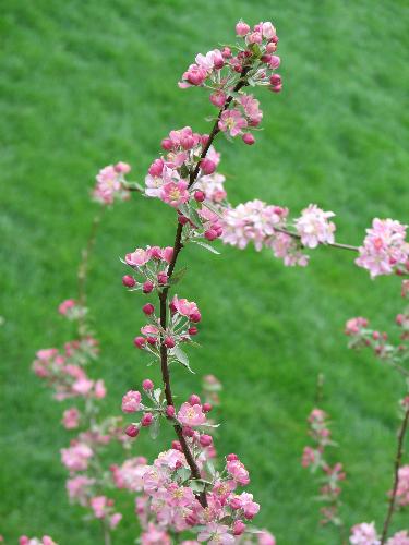 Pink Blooms - This is a picture that i took from my balcony