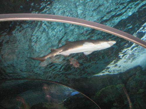 Shark - Thats the photo of Shark at Henry Doorly Zoo, Omaha