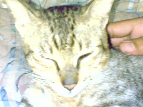 my cat ming ming - THis is my cat. her name is ming ming. shes a lazy dog. what she does is just eat sleep, poo, sleep and eat again. are your cats like that too?