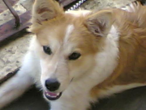 my dog renshe - THis is my dog resnshe. he is half spitz-half pekignese breed. he likes to eat corn beef all the time. he is very adorable. he is very friendly. he barks when he wants to poo. hes at our terrace so he see alot of people all the time and befriend most of them. How about you? what kind of dog you have?