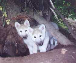 White Wolf Pups - White wolf pups at the central Oregon coastline sanctuary.