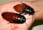 cockroaches - yucky roaches!!!