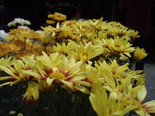 Flowers - Flowers captured at Mount Kinabalu.