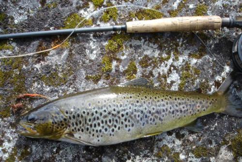 Trout - This trout i catch this morning i think it was a wey nice one. Trout - This trout i catch this morning i think it was a wey nice one.