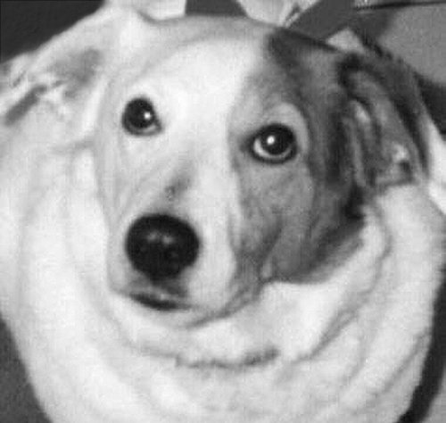 Begging Nikki - This is how Nikki got fat!