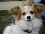 doggie love - dog of a friend