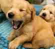 Yawn - big yawn from bixxie!