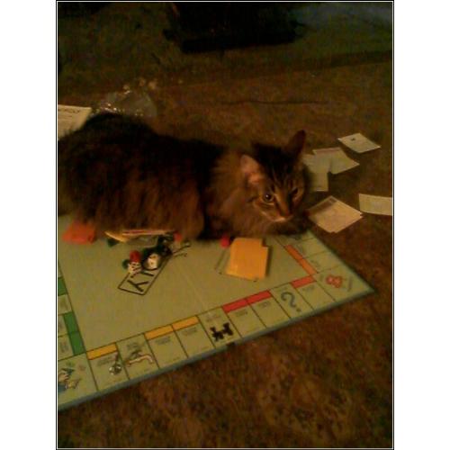My mom's cat wanting to get in on the Monopoly gam - This is my mom's cat Dingleberry. I guess he thought that we were having so much fun that he wanted to join in as well.