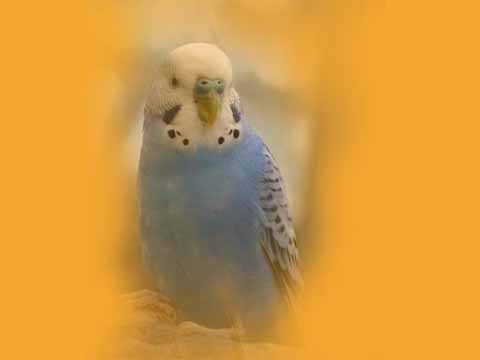bird - This is a picture of the bird looking like A Parrot.