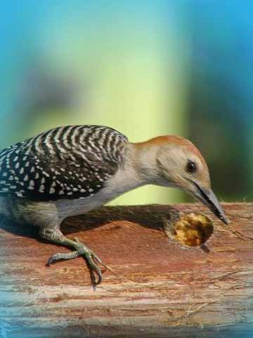 Woodpecker - A woodpecker is welknown to those who have lived arround woods, forest and tree cover areas. They need trees for survival!