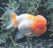 amber - Amber is a swiming fish from all day long.