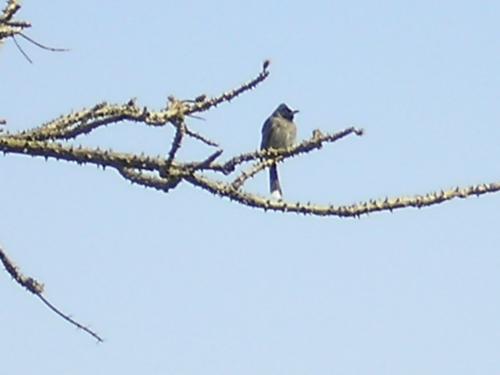 The Enjoying Bird - THis is a photo of the bird who is enjoying his lone presence here. The Enjoying Bird - THis is a photo of the bird who is enjoying his lone presence here.