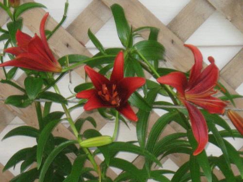 ASIATIC lILIES - A few of my Asiatic Lilies in front of my house.