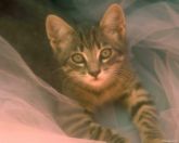 cat sleep - Look how relaxed it is