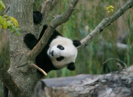 Panda Photo! - This is a great pic from a chineese panda! They are very cute! xD