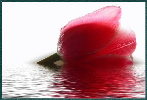 Red Tulip - Amazing Photo for this beatifull flower.