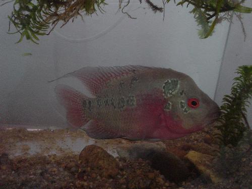 my pet fish - This was the pet fish that I had released in the river at the foot hill nearby.