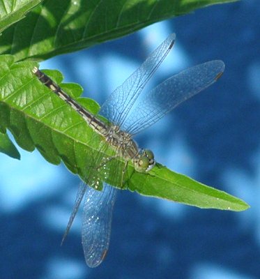 dragonfly - I like dragonflies. They look quite interesting to me. This dragonfly has green eyes with a silver body. I also like the way its wings reflect the rays of the sunlight.