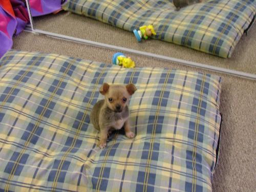 Rosco - Rosco, my chihuahua that thinks he is a german shepard