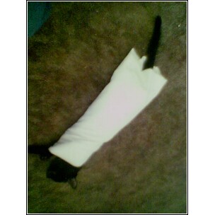 A cat wrapped up like a burrito - My children were having fun and thought it would be funny to wrap our black cat, Garfield up in a piece of cloth and make him look like a burrito. Instead he looks like a sausage in a biscuit.
