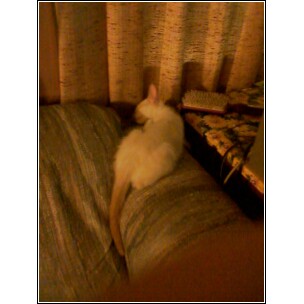 The new kitten my mother got - This is one of the two kittens that my mom got. This little guy is a Flamepoint Siamese and looks very comfortable while taking his cat nap.