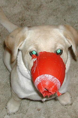 cane - cane cane dog