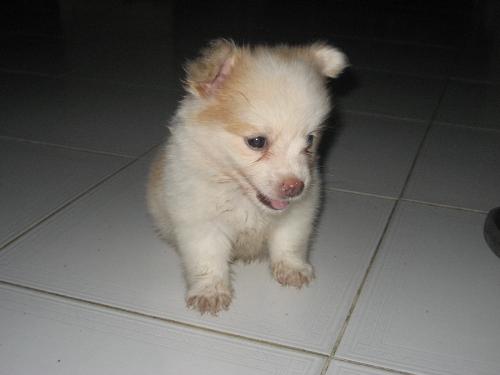 cute dogie 1 - this is my cute2 dogie.. :)