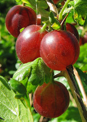 gooseberries - Anyone have a recipe to share? Thank you so much!! gooseberries - Anyone have a recipe to share? Thank you so much!!