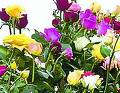 indian - see how the indian roses bloom in nature.....