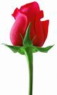 Red Rose - Rose is one of the most beautiful flower Red Rose - Rose is one of the most beautiful flower